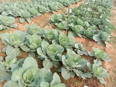 实皆省皎苗分县区今年雨季规划种植的雨蔬菜已种4,000多英亩