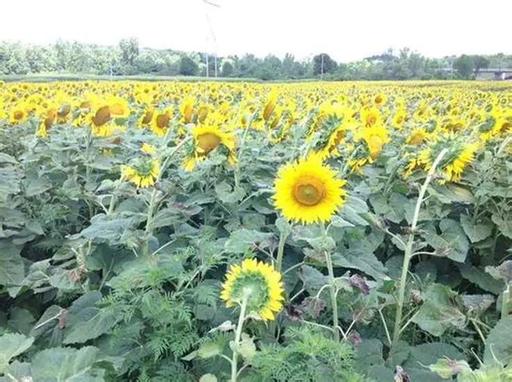 孟邦昌宋县区在橡胶园内作为间种作物种植油料作物获得成功