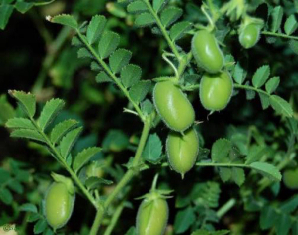马圭省本漂县区冬作物种植季节期间规划种植5万多鹰嘴豆作物