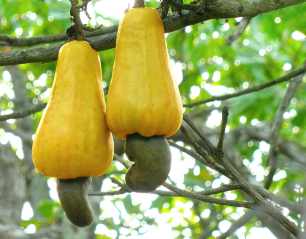 缅甸国内腰果树种植情况