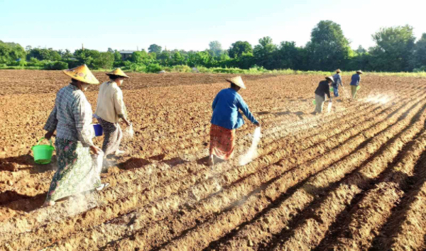伊洛瓦底省瓦溪码县区今年规划种植冬花生6千多英亩