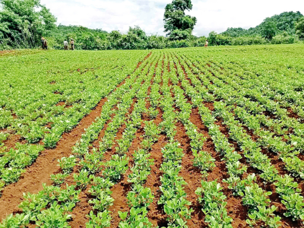 实皆省遵纳县区现财年冬季规划种植冬花生正在进行准备工作
