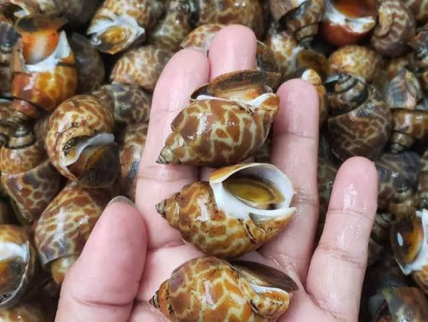 伊洛瓦底省礼德耶县区向仰光市输送出了大量的花蜗牛