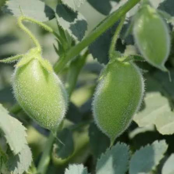 实皆省茵马宾县区今年冬季规划种植冬鹰嘴豆作物3.6万多英亩