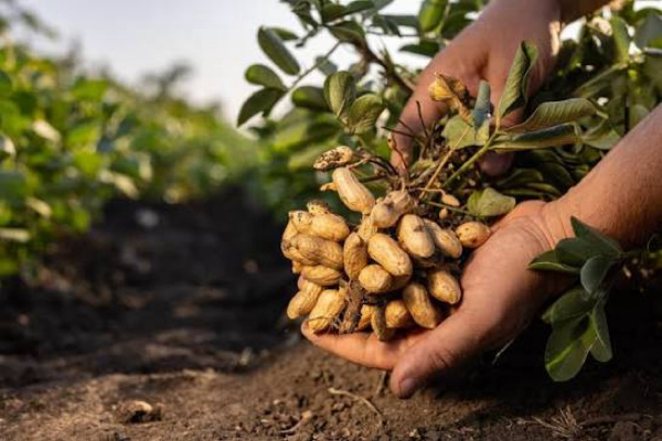 实皆省茂叻县区作为冬作物今年冬季将种植冬花生作物4千多英亩