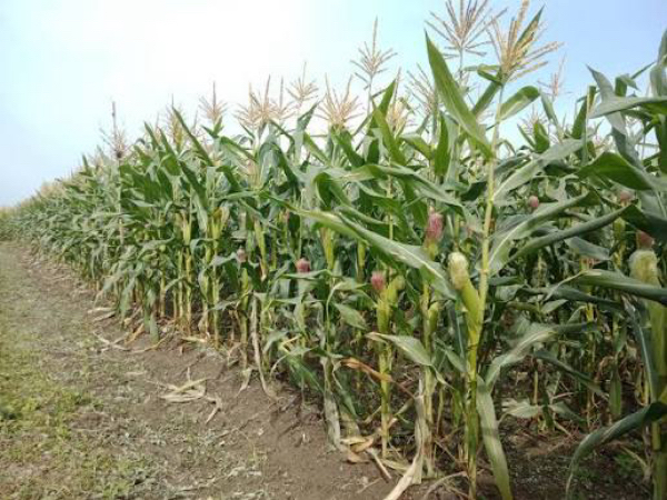 实皆省明景县区雨季种植的3千多英亩玉米玉蜀黍已全部完成采收