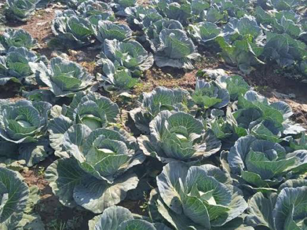 马圭省本漂县区规划种植的雨蔬菜作物已有1,200多英亩完成采收