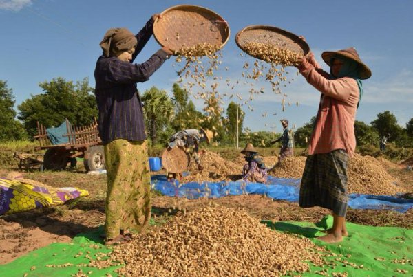 马圭省额别县区雨季种植的油料作物花生有400多英亩已完成采收